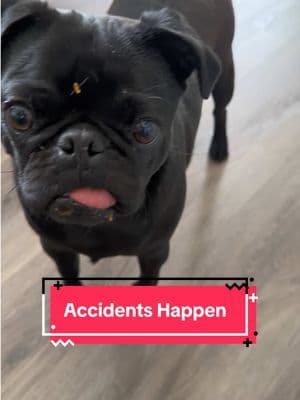 Check out these @earthrated wipes when accidents happen! #hypoallergenic #dogmomessentials #earthrateddogmom #tiktokshopstockup #dogsoftiktok