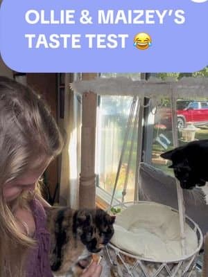 Ollie heard the treat packet open and suddenly became VERY interested 😂 Then Maizey had to get in on the taste test too