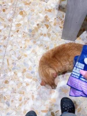 Le amano proprio . #adv #OfferteEstive #CavalcaLOndaDeiRisparmi #tiktokshopitalia #tiktokmademebuyit @purina.italia @Kawaii Agency