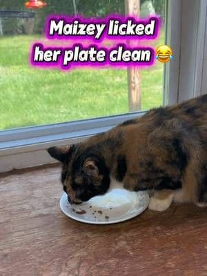 My cats tried wet food for the first time and Maizey clearly understood the assignment 😂🐱 She basically licked the pla