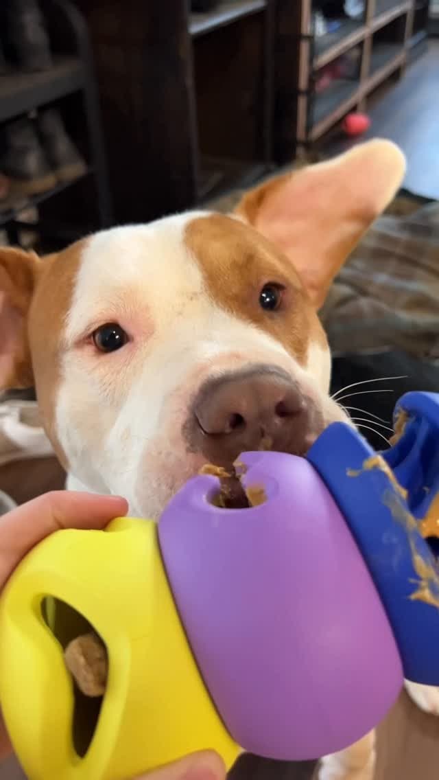 Y’all know how much Spud loves his enrichment toys. 💛
These PlayStack toys from @mywaglab have been a hit! They keep hi
