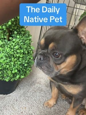 He loves Native Pet Downnn!💙😩🥹Great for joints, coat, behavior, and more! #dogs #frenchie #TiktokShopCreatorPicks #DealsForEveryYou #superbranddaydfyd #TtsLevelUp #dealsforyoudays #DealsForEver #Deals4You #Dealsforyou #OnSale