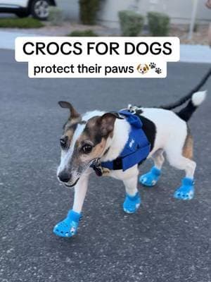 It’s been SO hot outside lately 🥵☀️ and hot pavement can be rough on your pup’s paw pads! These BARK x Crocs are such a cute way to help protect their paws while they’re out and about 🐶🩴💕 Plus… tell me these aren’t the cutest dog shoes EVER 😂🐾 Tap the link to check them out! #DogTok #tiktokshop #DogProducts #DogLovers #PetTok