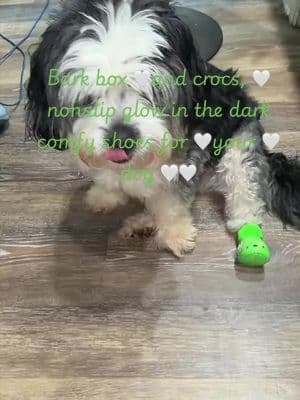 Crocs for your dog from bark box glow-in-the-dark @@BARK##crocs ##SummerTurnUp##tiktokshopsummersale##tiktokshopbacktoschool #b#barkbox