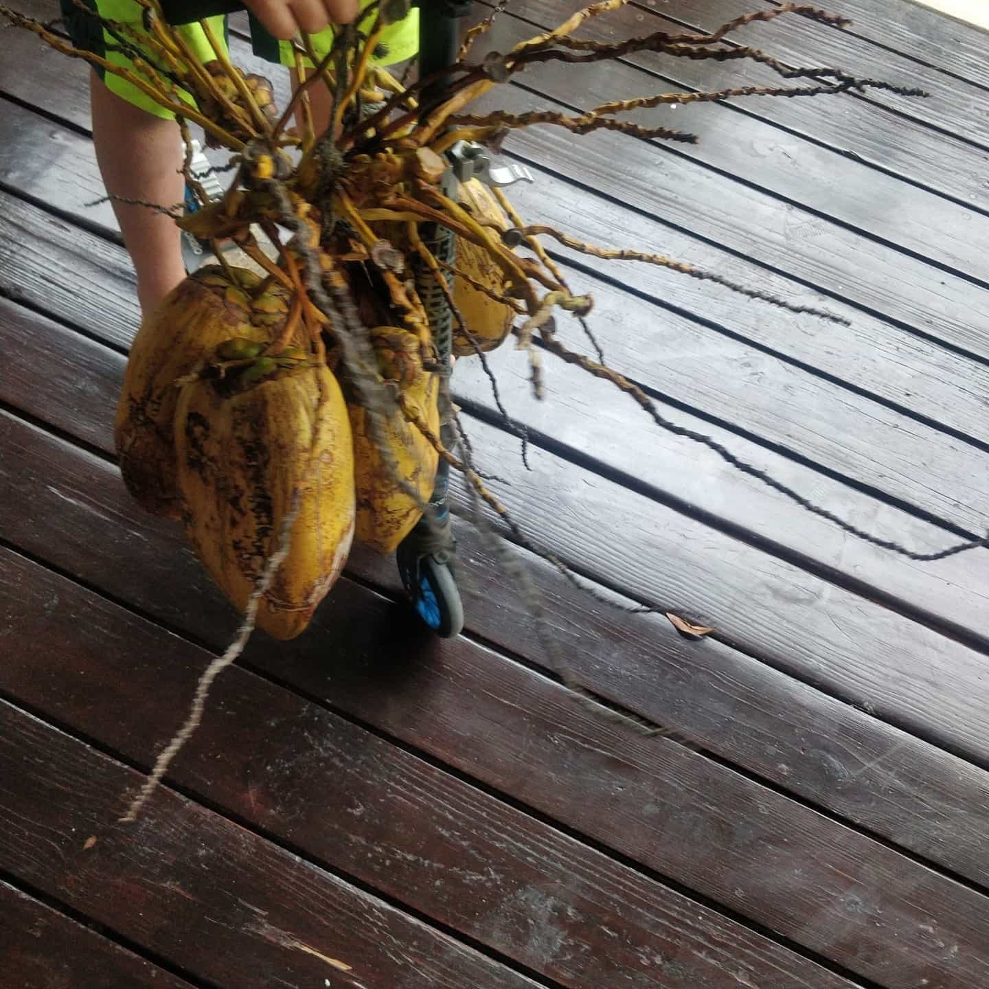 Coconut Picking makes For Fun And Healthy Number And Eating Games
#MenInChildcare #PositiveMaleRoleModels
#JossyCare