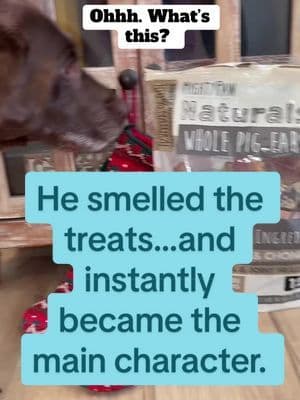My dog is obsessed with these MightyPaw Naturals Whole Pig Ears. Theyโre single-ingredient (100% pork), odor-free, and can help support oral + joint health, plus they keep him busy in the best way. If your dog loves a long-lasting, natural chew, these are a must-try. #creatorsearchinsights #dogtreats #mightypaw #dogmomlife #tiktokshopholidayhaul