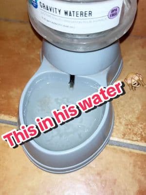 The bissel water found is pretty good. I’m impressed and happy. #bissell #catfountain #catsoftiktok #catwaterfountain #tiktokshopmademebuyit