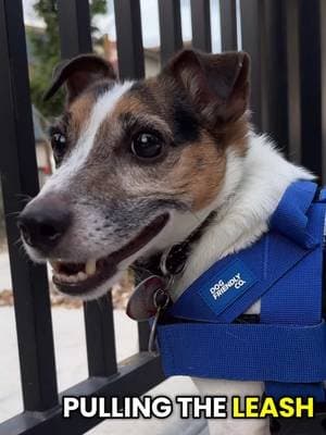 A harness that helps your dog not pull on your walks! Sign me up! @dogfriendlyco #tiktokshopcreatorpicks #dogharness #dogsoftiktok #jackrussellsoftiktok #dogproducts