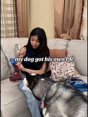 A very happy and yappy boy π₯Ήπ @dogfriendlyco #dogfriendly #prpackage #unboxingpr #vocalhusky #huskytalking #agirlandherdog
